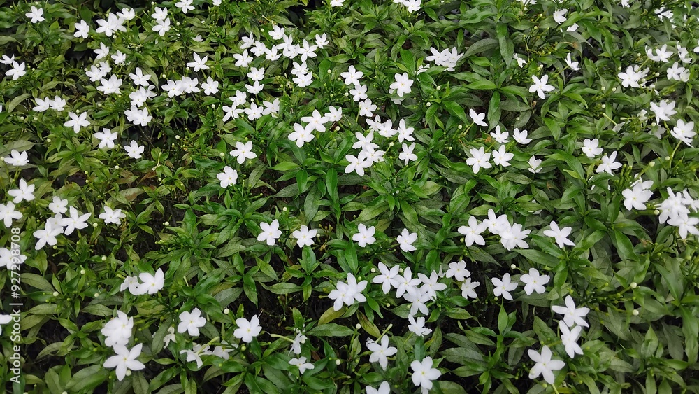 Little white flower with green leaf in the garden. Little white flower with green leaf in the garden.
