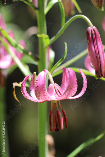 booming lilium martagon or the turks cap lily in summer in the alps photo