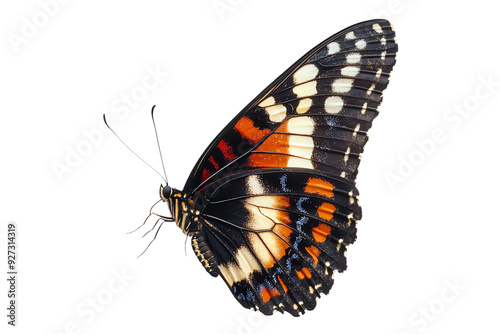 A vibrant butterfly showcasing intricate patterns and colors, perched gracefully against a clear background.