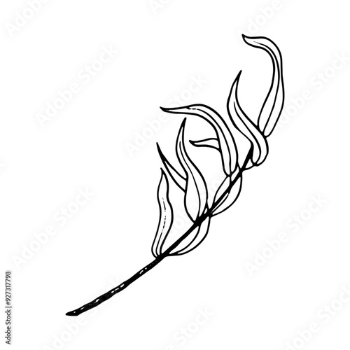 Black and white willow tree branch line vector illustration for Sukkot species celebration. Fresh foliage weeping botanical willow twig for floral designs. Elegant ink sketch