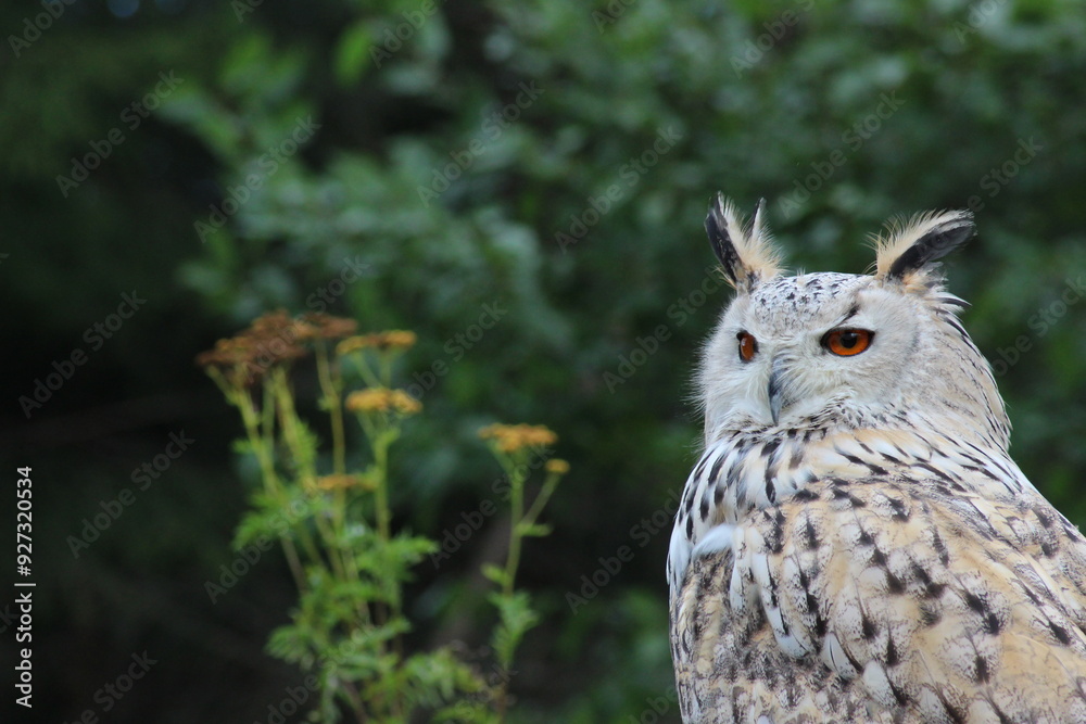 Eurasian Eagle Owl (Bubo bubo) on a tree Eurasian Eagle Owl (Bubo bubo) on a tree