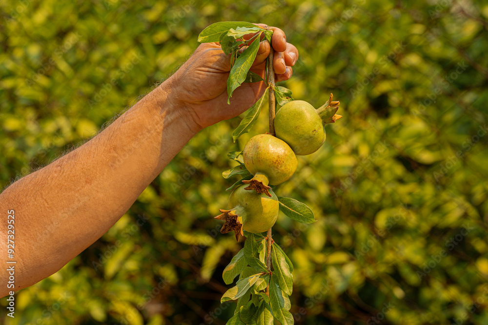 Fresh pomegranates on a branch in a human hand