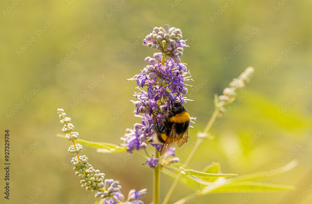 Bumblebee or hairy bee on lilac colored plant