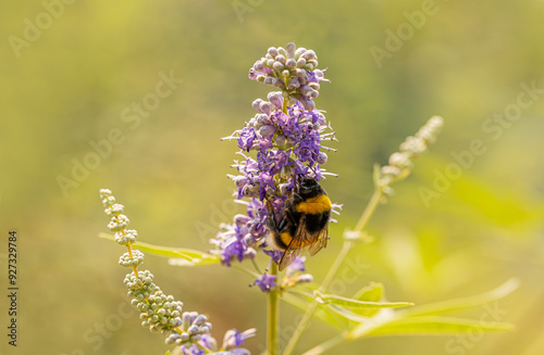 Obraz na płótnie Bumblebee or hairy bee on lilac colored plant w salonie