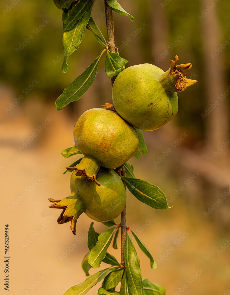 Fresh pomegranates on pomegranate tree branch