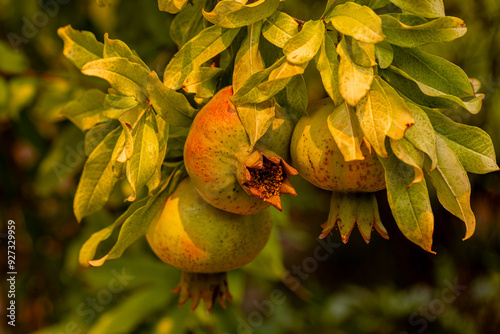 Obraz na płótnie Fresh pomegranates on pomegranate tree branch w salonie