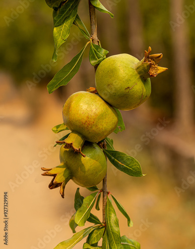 Obraz na płótnie Fresh pomegranates on pomegranate tree branch w salonie