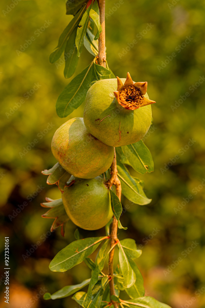 Fresh pomegranates on pomegranate tree branch