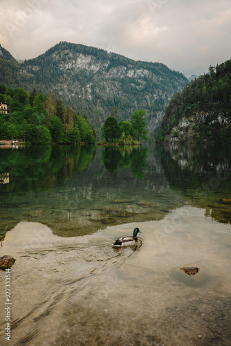 lake in the forest