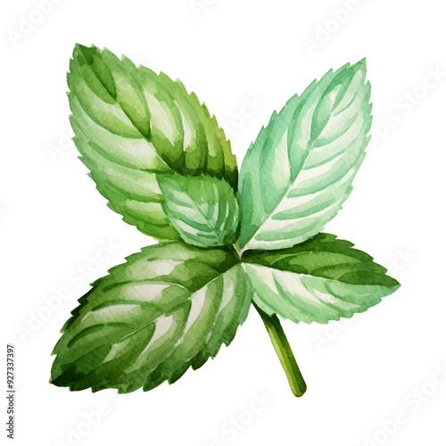 Vibrant Watercolor Painting of Fresh Green Peppermint Leaves on a White Background