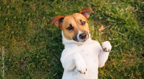 dog of the Jack Russell Terrier breed in the park on the green grass at sunset. 