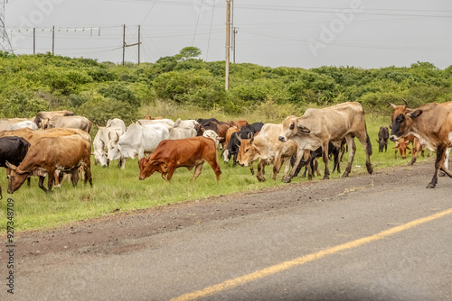 Nguni cattle, hardy tick resistant Zulu cattle, grazing on the grassy verge of the highway, a common and accepted habit and a potential hazard for drivers and cows in KwaZulu Natal in South Africa. photo