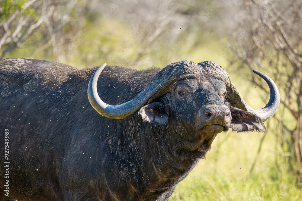Fototapeta premium A Cape buffalo bull with beautiful sweeping horns sniffs the air suspiciously and with some irritation because of the blackflies buzzing around him in a game reserve in South Africa.