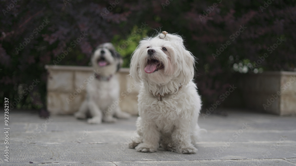 Beautiful Shih Tzu Terrier and Shih Tzu Maltese Beautiful Shih Tzu Terrier and Shih Tzu Maltese