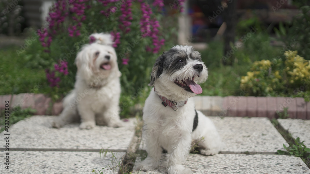 Beautiful Shih Tzu Terrier and Shih Tzu Maltese Beautiful Shih Tzu Terrier and Shih Tzu Maltese