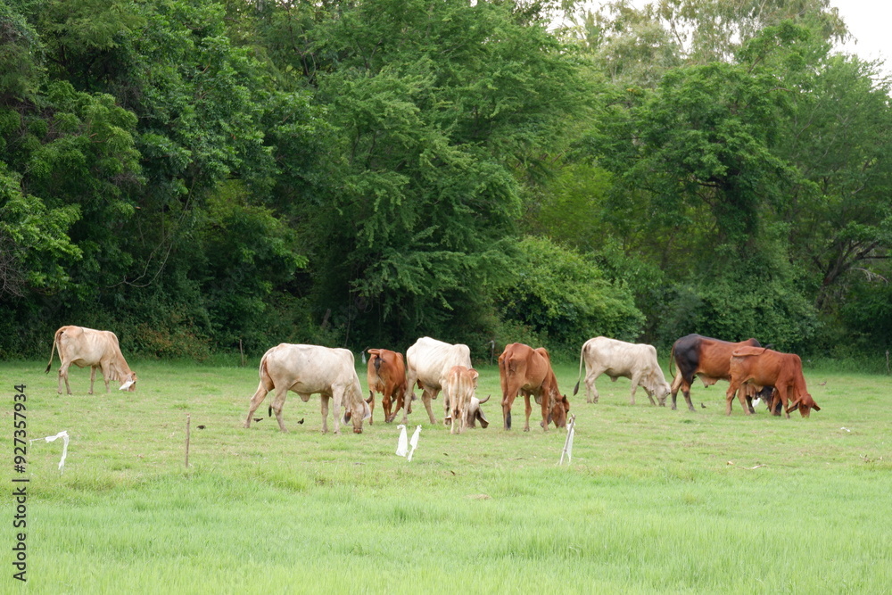 A herd of cows is grazing in a green meadow. A herd of cows is grazing in a green meadow.