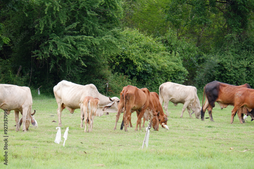 Obraz premium A herd of cows is grazing in a green meadow.