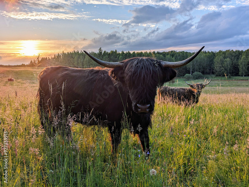 Scottish Highland cattle on pasture at sunset, near Jeziorany, Warmia, Poland