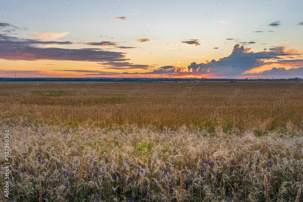 Obraz premium A stunning dusk view featuring expansive golden fields and a vibrant sunset sky filled with clouds reflecting warm hues.