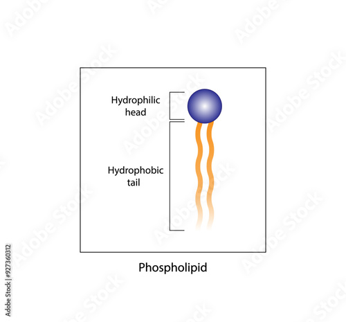 Phospholipid Molecule Structure. Hydrophilic Head which is a polar head and Hydrophobic Tails which are hydrophobic fatty acid tails. Cell membrane component. Vector Illustration.