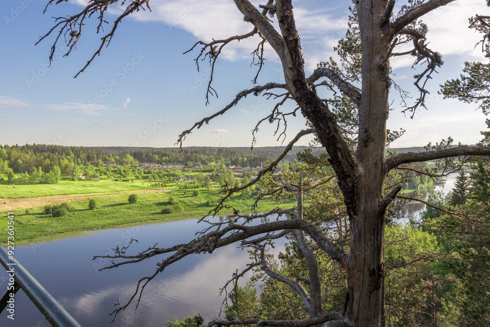 A tree with no leaves is standing next to a river A tree with no leaves is standing next to a river