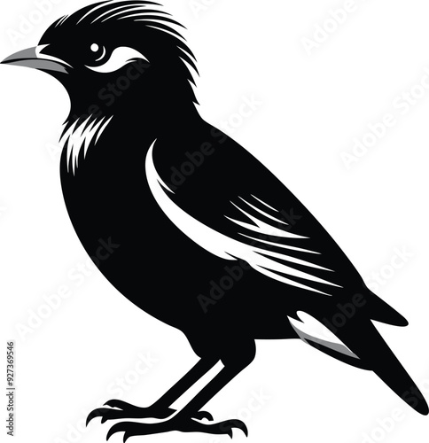 Myna silhouette Bird vector