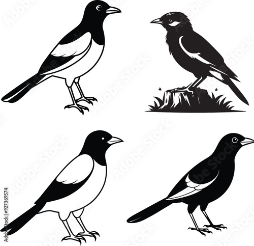 Myna silhouette Bird Set Vector