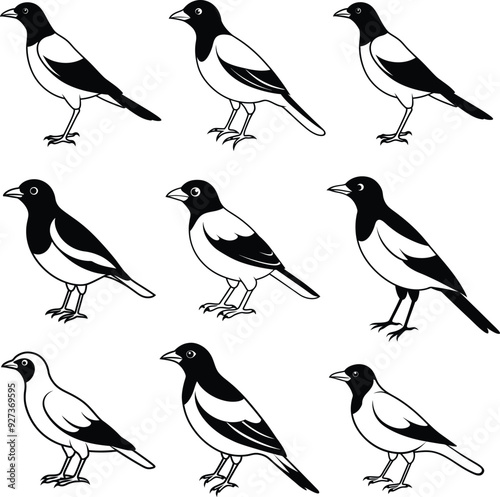 Myna silhouette Bird Set Vector
