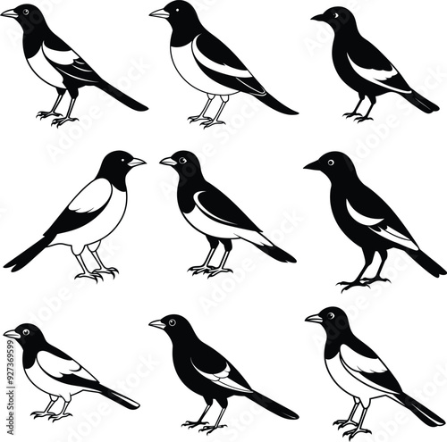 Myna silhouette Bird Set Vector