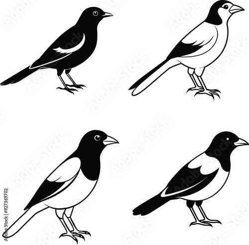 Myna silhouette Bird Set Vector