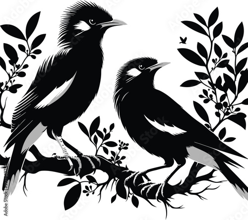 Myna silhouette Bird vector
