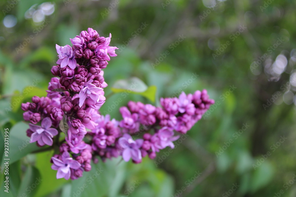 Delicate lilac with emerald leaves in purple tones and green elements on the background Delicate lilac with emerald leaves in purple tones and green elements on the background