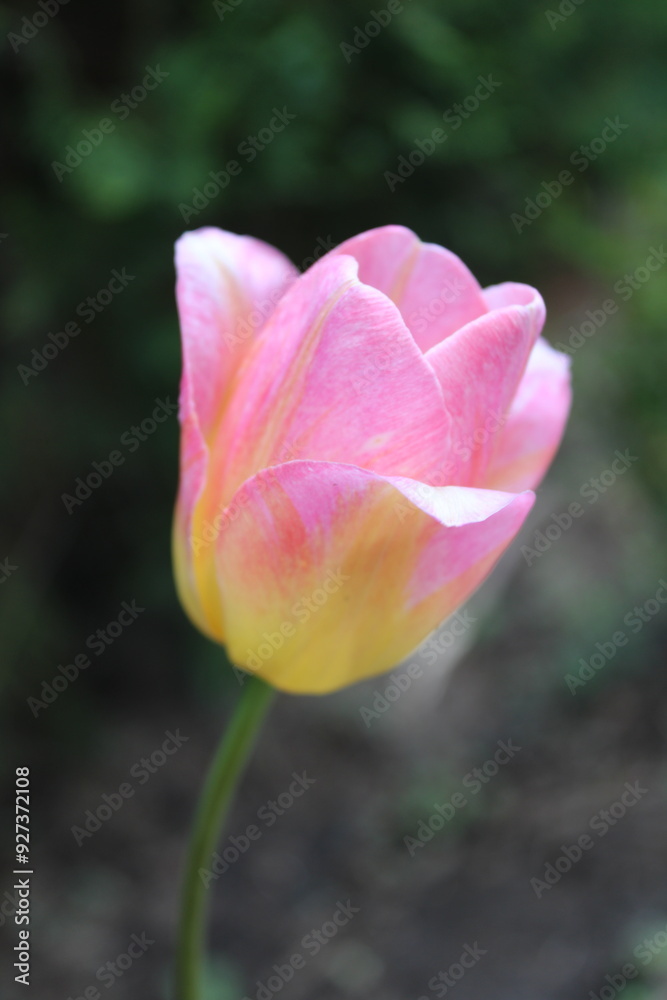 Naklejka premium Pink tulip in the garden.