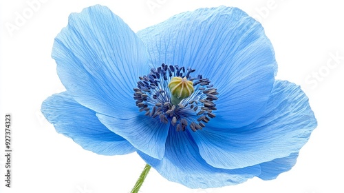 Close-up of a Rare Himalayan Blue Poppy photo