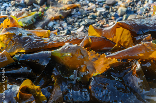 Sugar Kelp lying on the beach at Seapark County Down Northern Ireland as the tide is coming in photo