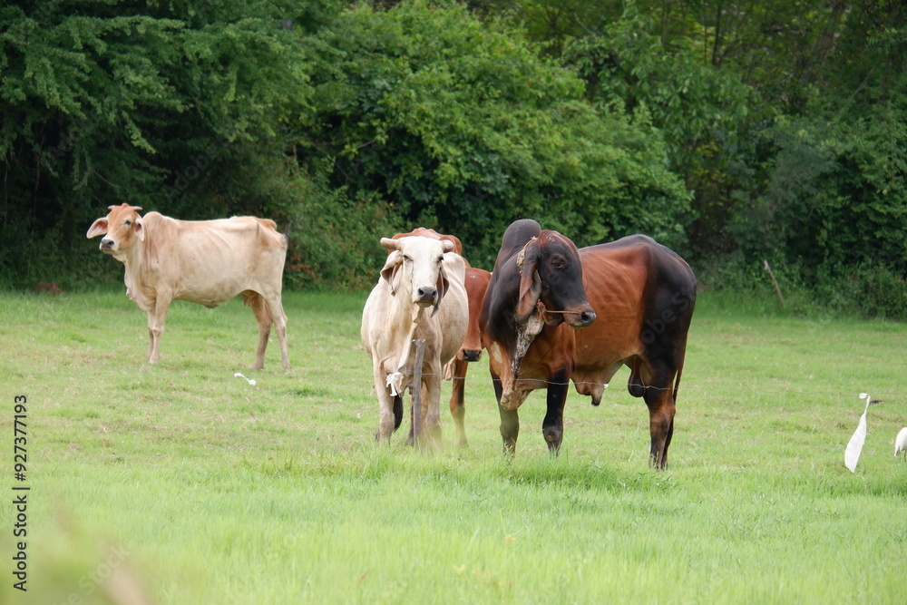 Obraz premium A herd of cows is grazing in a green meadow.