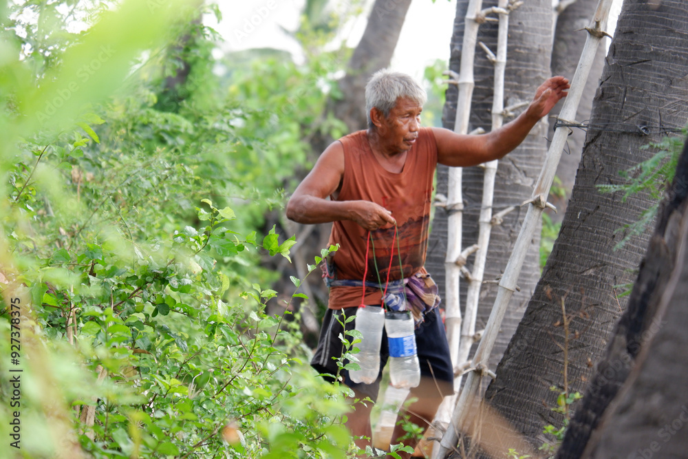 Naklejka premium Palm Tree Climbers Pick Fresh Sugar.