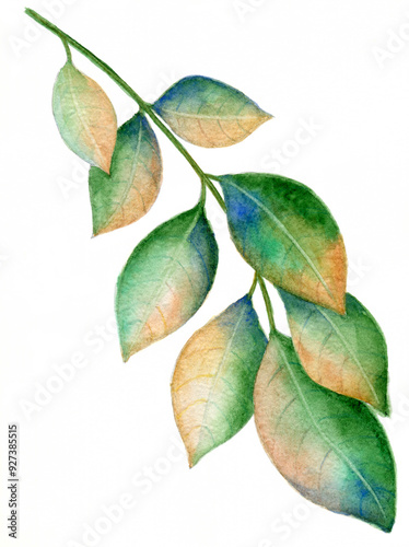 Branch of yellowing leaves on a white background