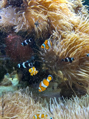 fish in aquarium