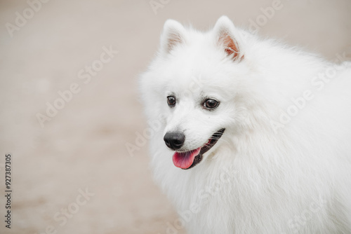 white Japanese Spitz dog walks on country road, closeup view, copy space