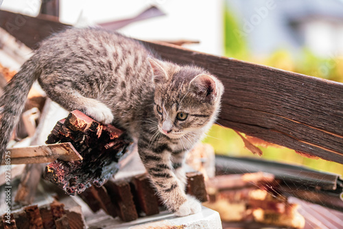 cat, kitten, cat session, garden photo
