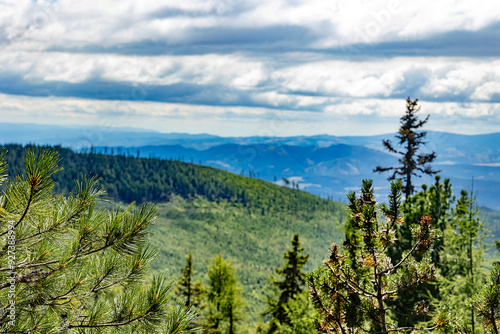 Pine tree branches in the foreground overlooking a vast green valley with distant mountains under a cloudy sky