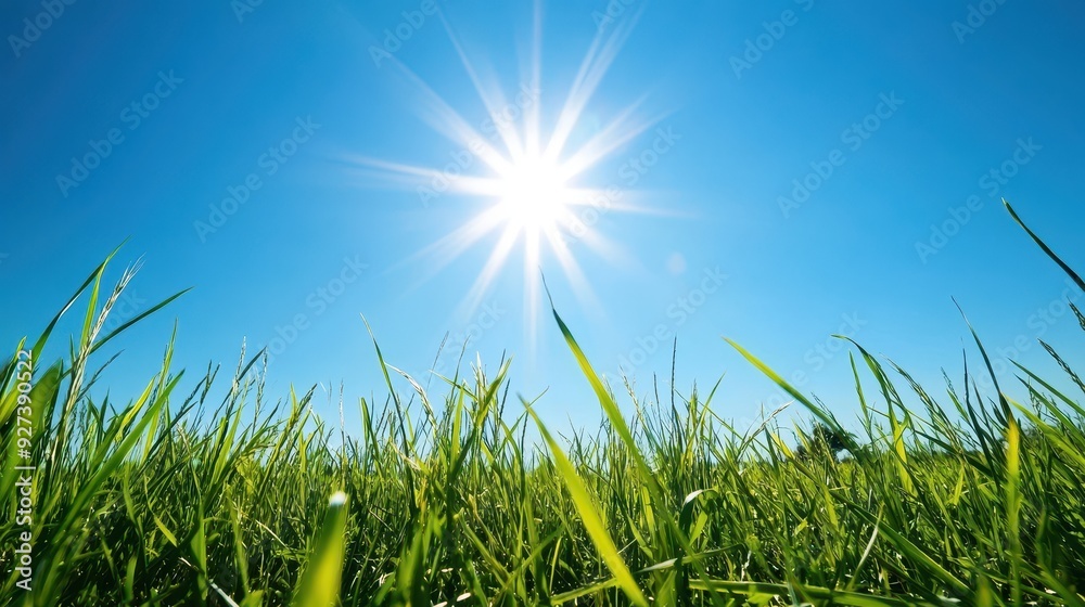 Fototapeta premium A bright sun shining over lush green grass under a clear blue sky.