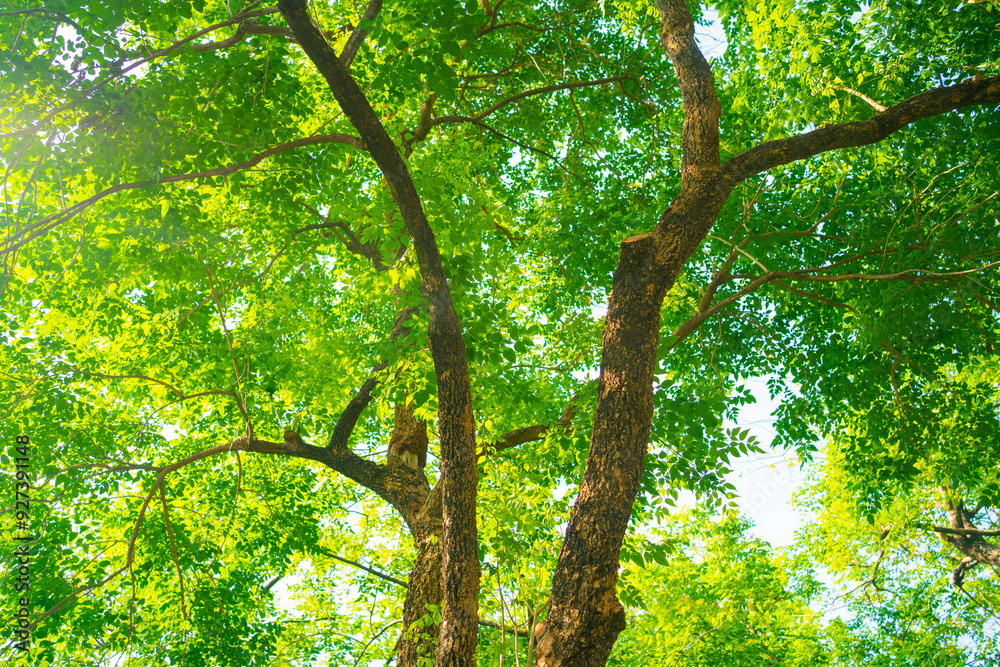 Green tropical rainforest in city park sun light