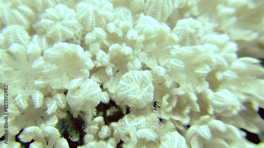 This stunning closeup photo reveals a vibrant coral reef in clear waters, showcasing the rich biodiversity of this thriving marine ecosystem and offering a glimpse into the amazing underwater world