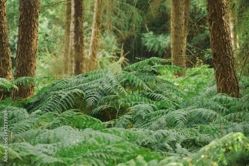 Fern in the forest during summer