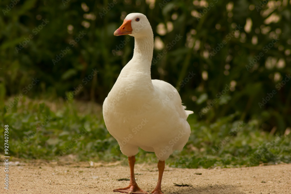 Relaxin River Walk with a Goose in Toledo Relaxin River Walk with a Goose in Toledo