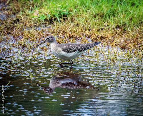 Sand Piper