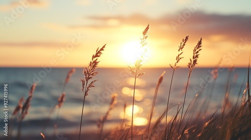 Sunset over the sea with wild grasses in the foreground 
