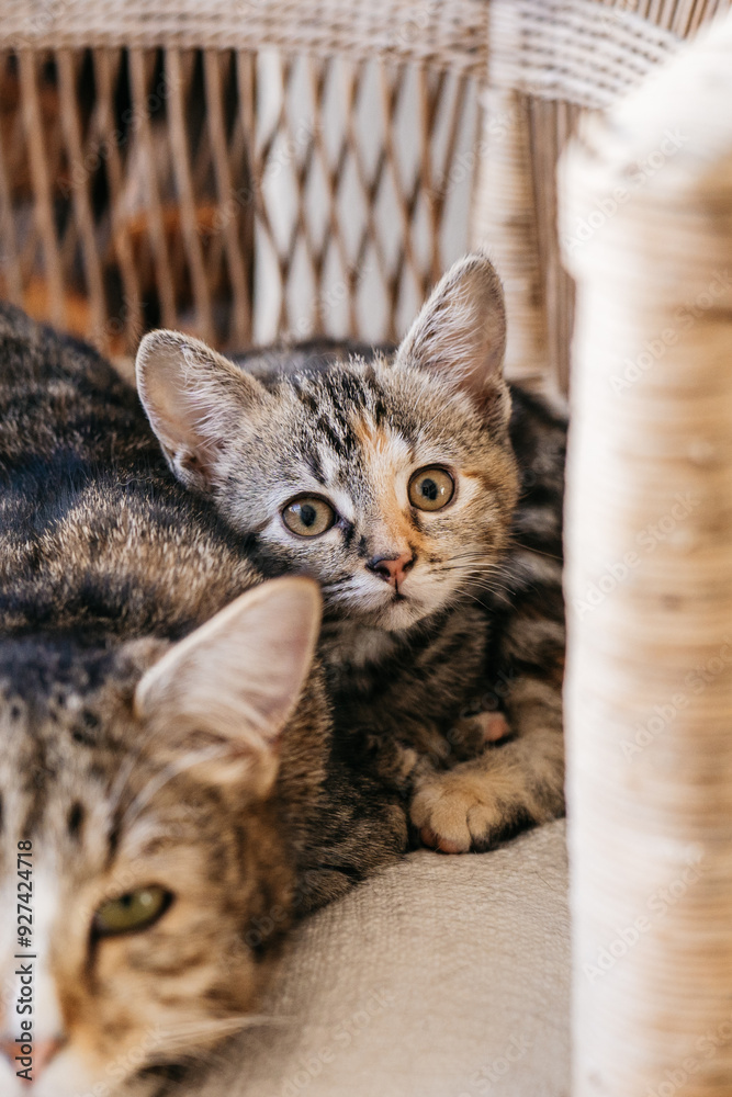 Kitten cuddling with Father cat & looking at camera Kitten cuddling with Father cat & looking at camera